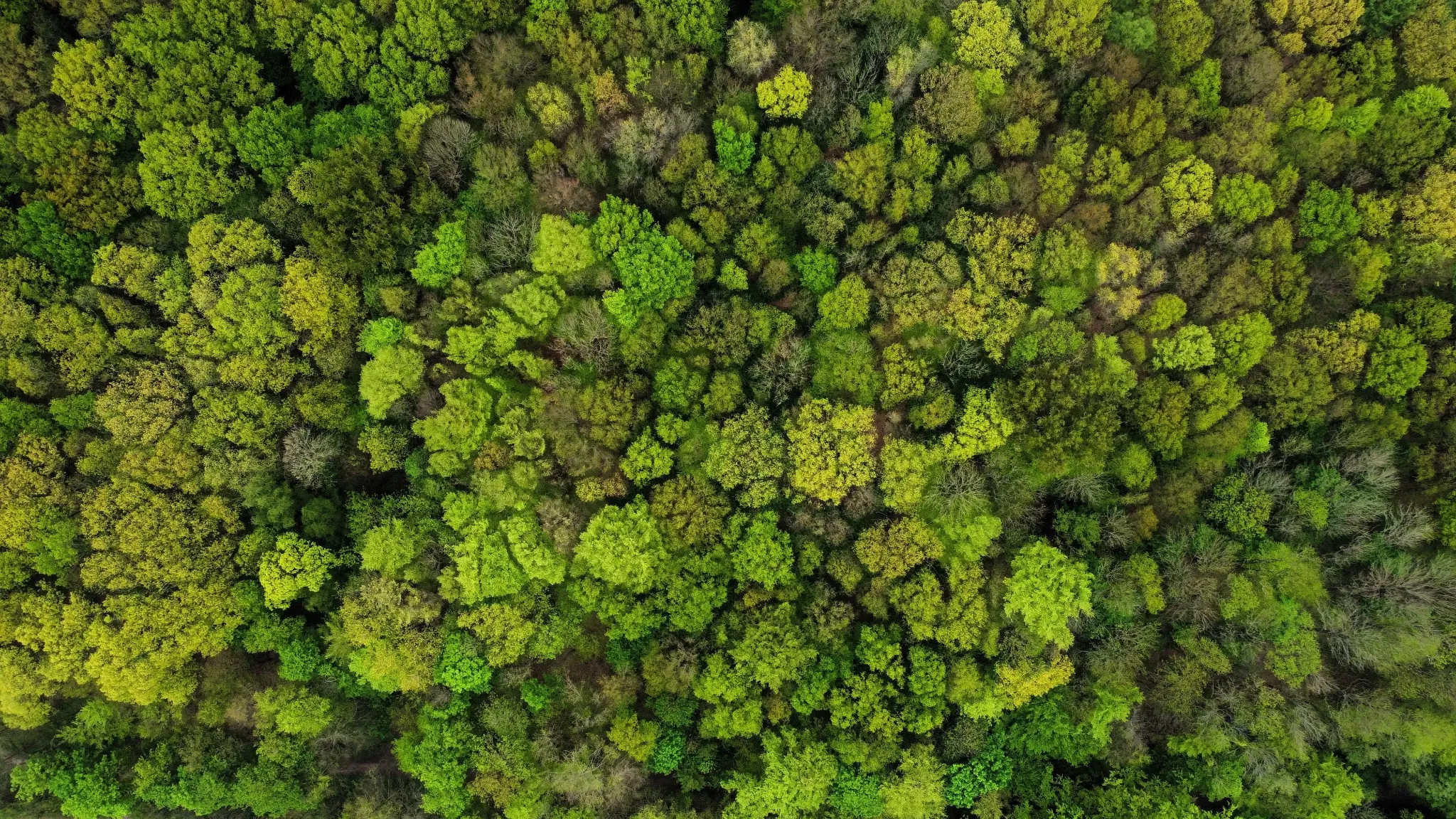 Paesaggio verde attraversato da un sentiero, visto dall’alto